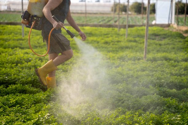 Reliable Hanapepe, HI Pest Control Solutions